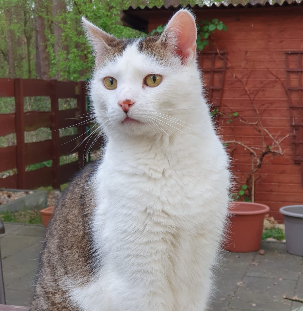 Katze,Katzenpension,Fichtenwalde,Beelitz,Katzenliebe,Urlaub,Samtpfote,Potsdam,Unterkunft,Katzenbetreuung,Paradies,Beelitz,Beelitz-Heilstätten,Betreuung,