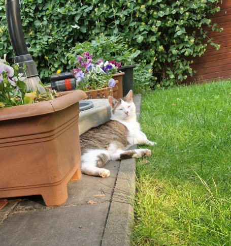 Lucky genießt die Sonne