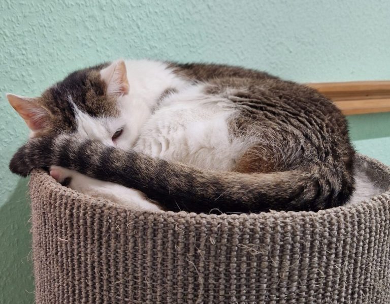 Wald,Auslauf,Freigänger,Katze,Katzenpension,Fichtenwalde,Beelitz,Katzenliebe,Urlaub,Samtpfote,Potsdam,Unterkunft,Katzenbetreuung,Paradies,Am Lönsberg,