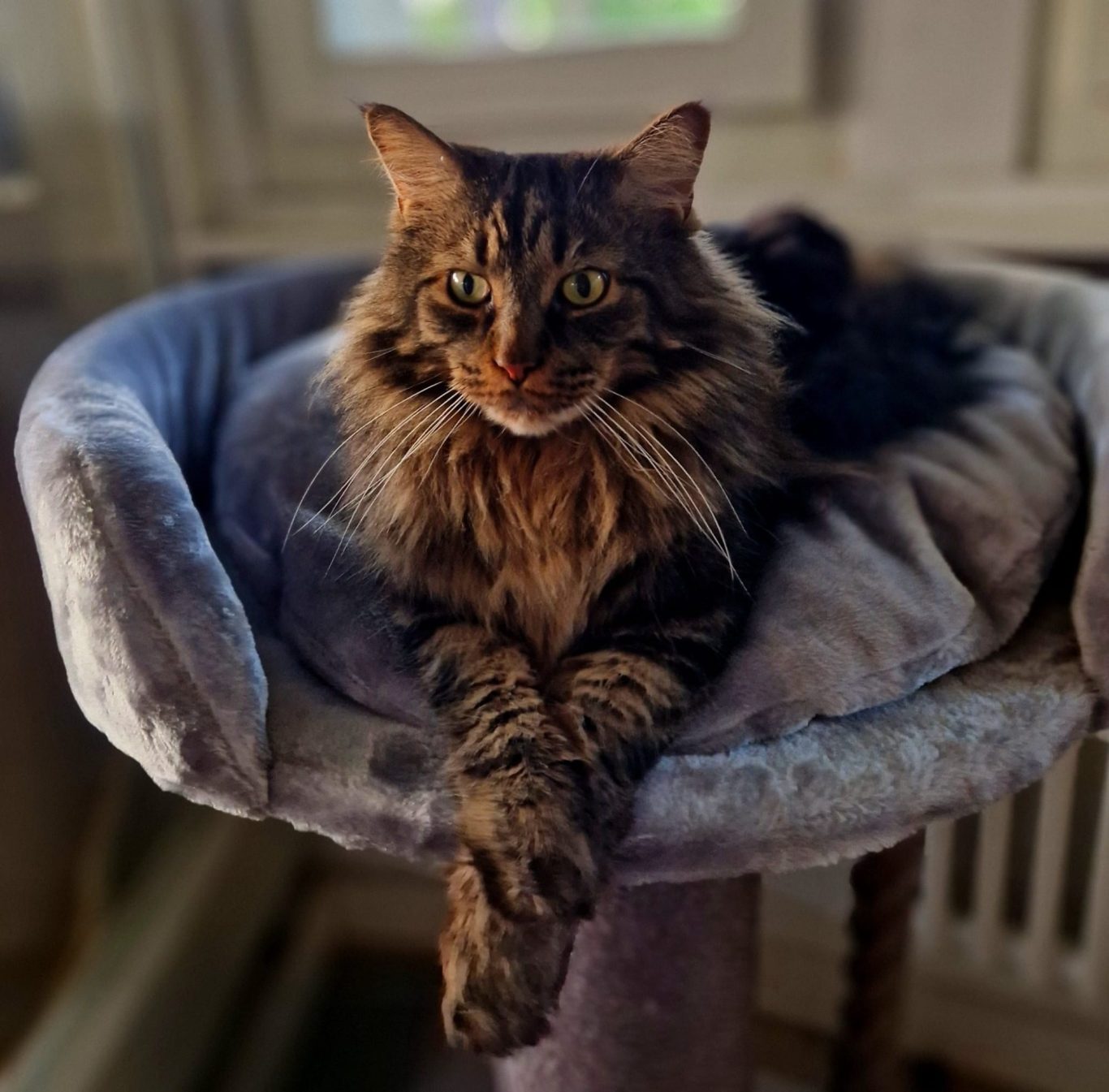 Wald,Auslauf,Freigänger,Katze,Katzenpension,Fichtenwalde,Beelitz,Katzenliebe,Urlaub,Samtpfote,Potsdam,Unterkunft,Katzenbetreuung,Paradies,Am Lönsberg