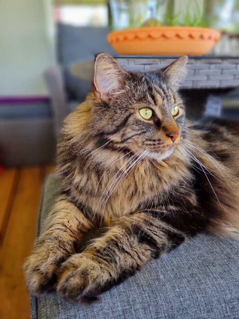 Katze,Katzenpension,Fichtenwalde,Beelitz,Katzenliebe,Urlaub,Samtpfote,Potsdam,Unterkunft,Katzenbetreuung,Paradies,Beelitz,Beelitz-Heilstätten,Betreuung