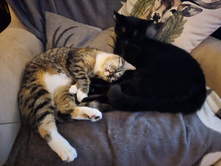 Wald,Auslauf,Freigänger,Katze,Katzenpension,Fichtenwalde,Beelitz,Katzenliebe,Urlaub,Samtpfote,Potsdam,Unterkunft,Katzenbetreuung,Paradies,Am Lönsberg